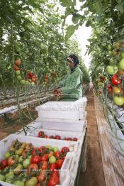 Image du Maroc Professionnelle de  Agriculture moderne au Sahara, Une femme marocaine effectue la cueillette des tomates en grappes sous une serre dans une ferme à Dakhla. Dans cette région la production des tomates en grappes bénéficie d’un climat phénoménalement ensoleillé, tempéré et régulier, Mardi 21 Novembre 2006. Avec l'introduction des cultures sous abris serres, la région de Dakhla est devenue en très peu de temps célèbre pour ces productions de fruits et légumes destinés à l’export. (Photo / Abdeljalil Bounhar)